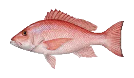 Red snapper fishing in Papagayo