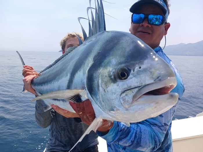 rooster rooster inshore fishing