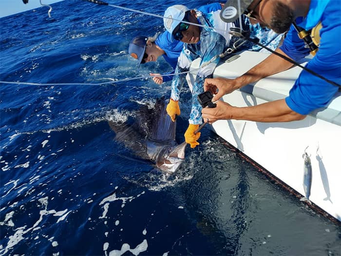 sailfish Sailfish fishing costa rica