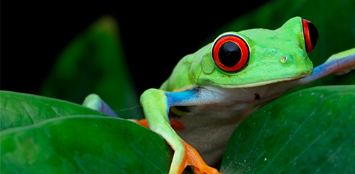 2-Ranas Rio celeste waterfall Costa Rica