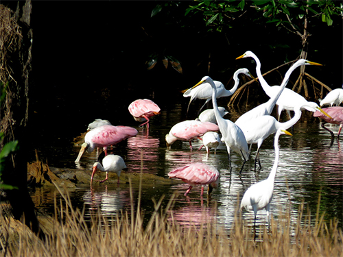 birds Palo verde tour costa rica