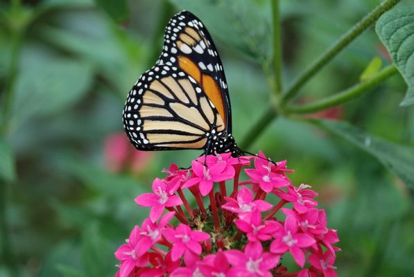 butterfly-garden-costa-rica