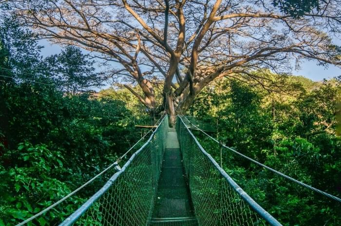 hanging-bridges-costa-rica-buena-vista Buena vista tours