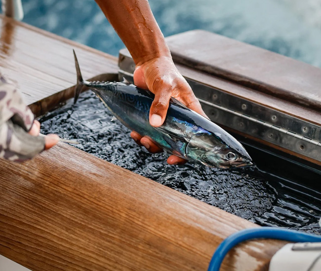 Tropical Fly Yacht Maverick