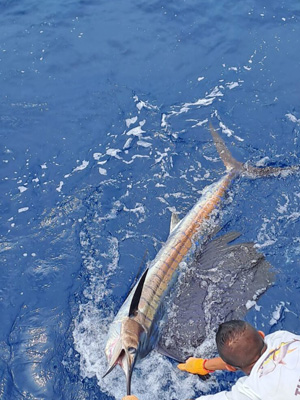 sailfish Riu Guanacaste fishing for billfish