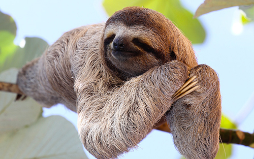 sloths