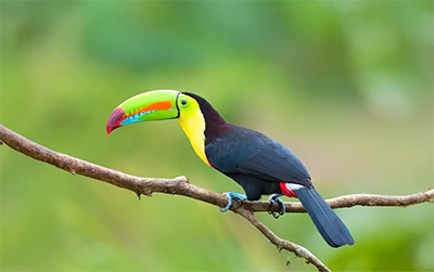 toucan