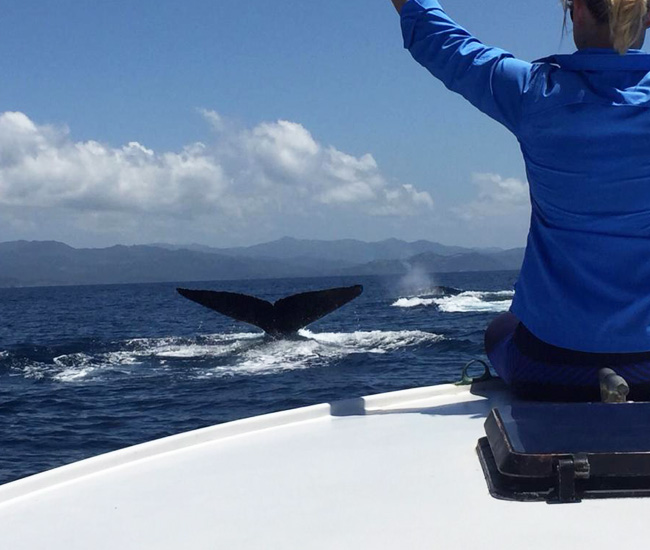 king fisher boat in samara beach