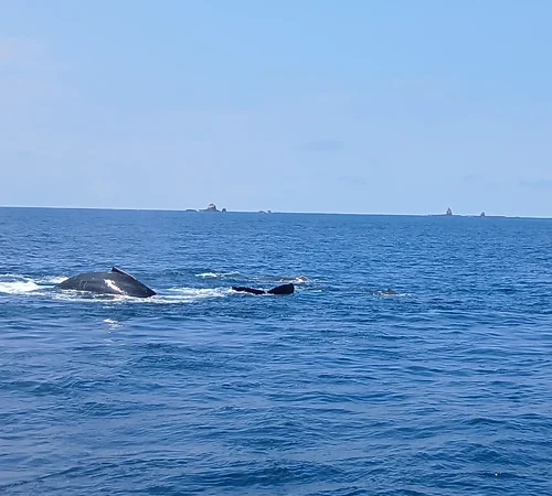 whale swmming costa rica