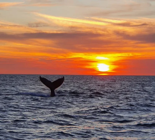 whale tail costa rica