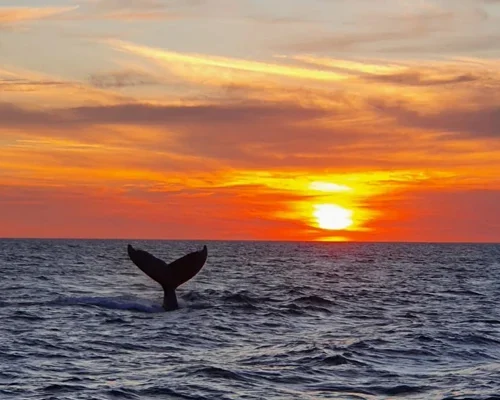JW Marriott Costa Elena sunset Sunset Private tours from JW Marriott Costa Elena